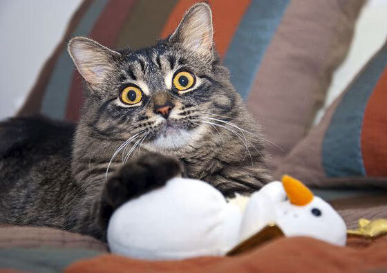 NBA球员替补登场后的比赛效率分析，nba替补球员和角色球员