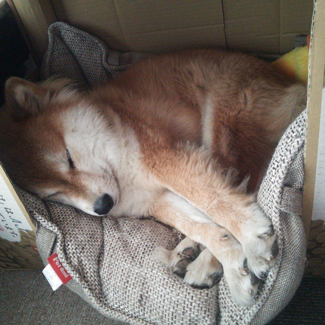 意大利德比:国际米兰对阵尤文,争夺意甲霸主地位,意大利国家德比是国际米兰对阵哪一支球队