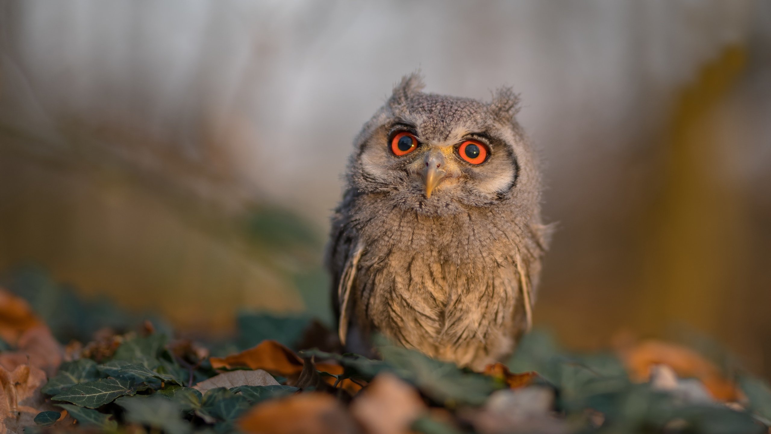 韩国国家队表现出色，亚洲杯力争佳绩