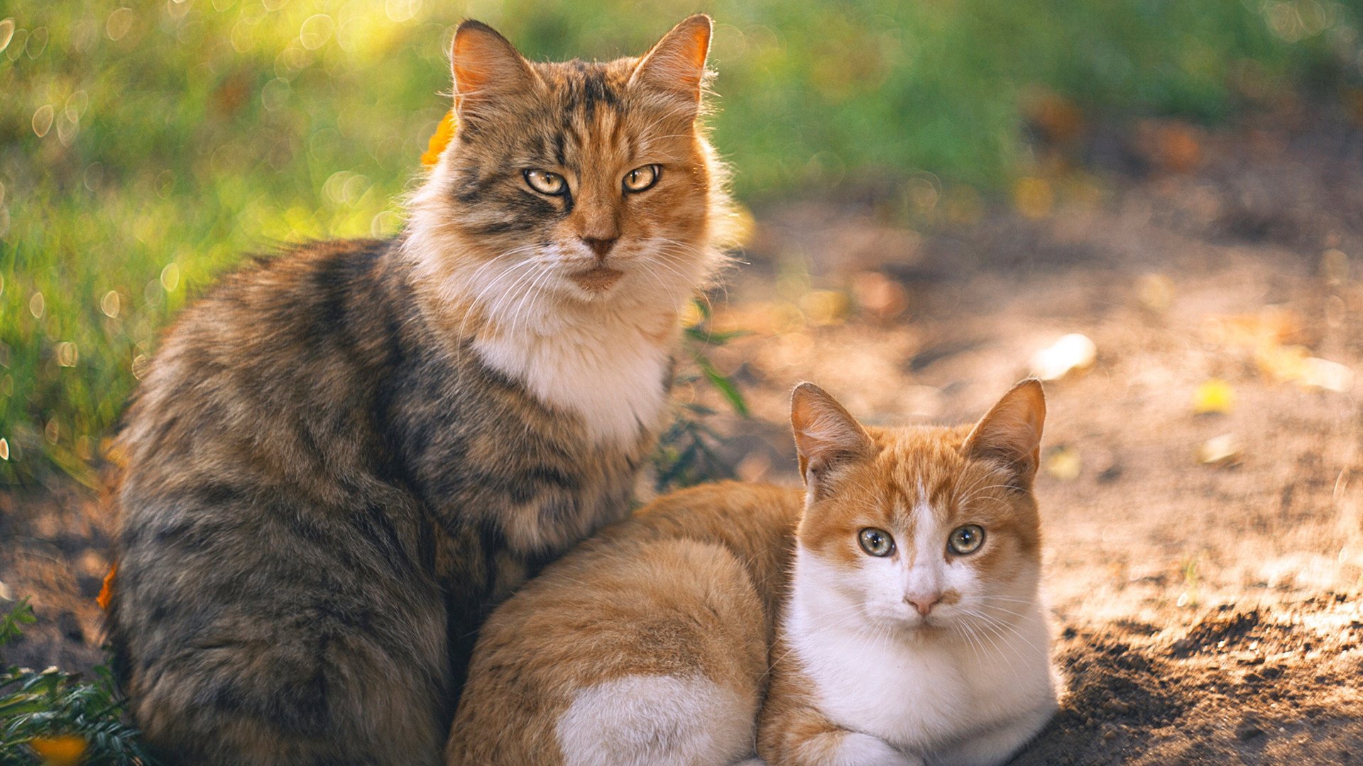 中超是否推动球员参与年度社区公益评选活动，2021年中超联赛赞助商