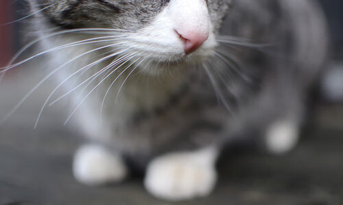 冠军蔡赟：生逢伟大，未来更辉煌！，蔡赟采访